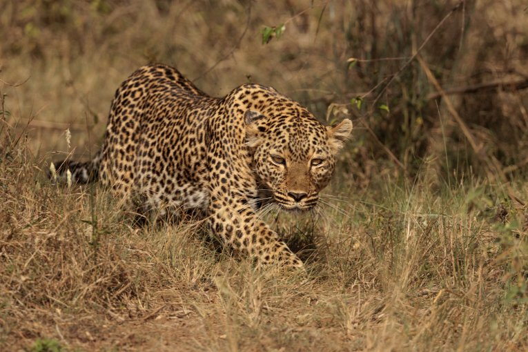 Bella2 leopard Masai Mara
