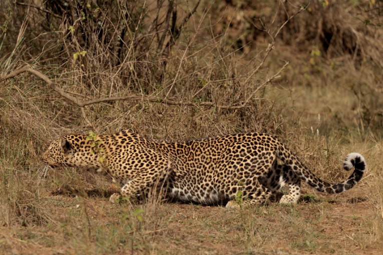 Bella2 leopard Masai Mara