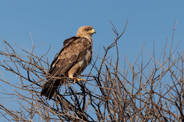 Twany eagle, Masai Mara