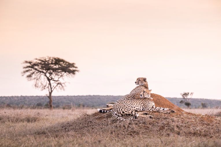 Mugie's cheetah brothers