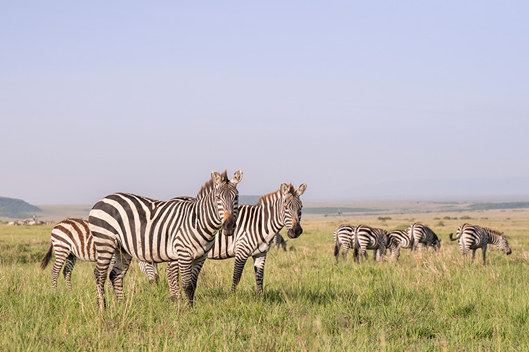 Masai Mara Weather and Wildlife January 2026 - The Governors Camp