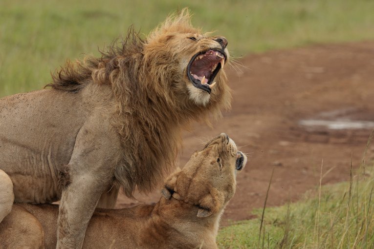Nzuri, male lion, Masai Mara