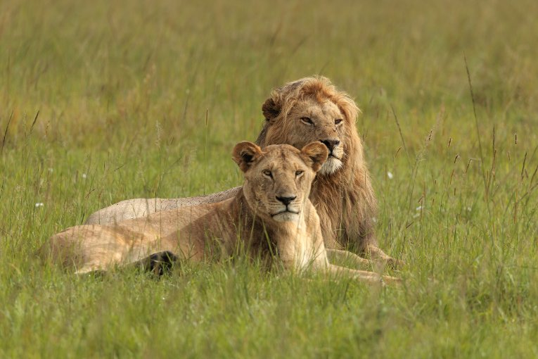 Nzuri, male lion, Masai Mara
