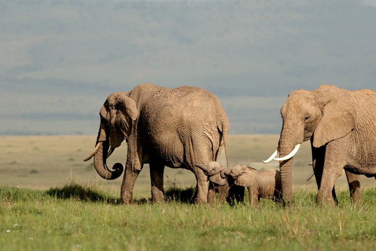 Baby elephant calf, Masai Mara, Kenya