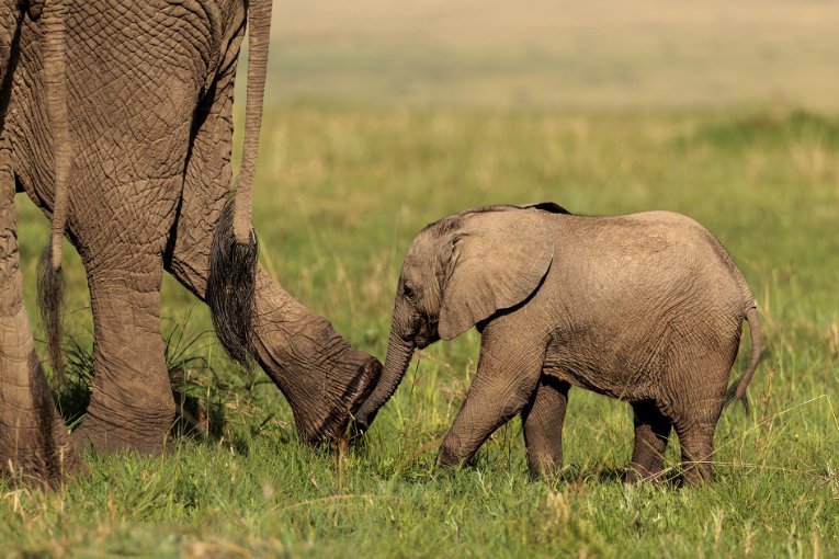 Baby elephant calf, Masai Mara, Kenya