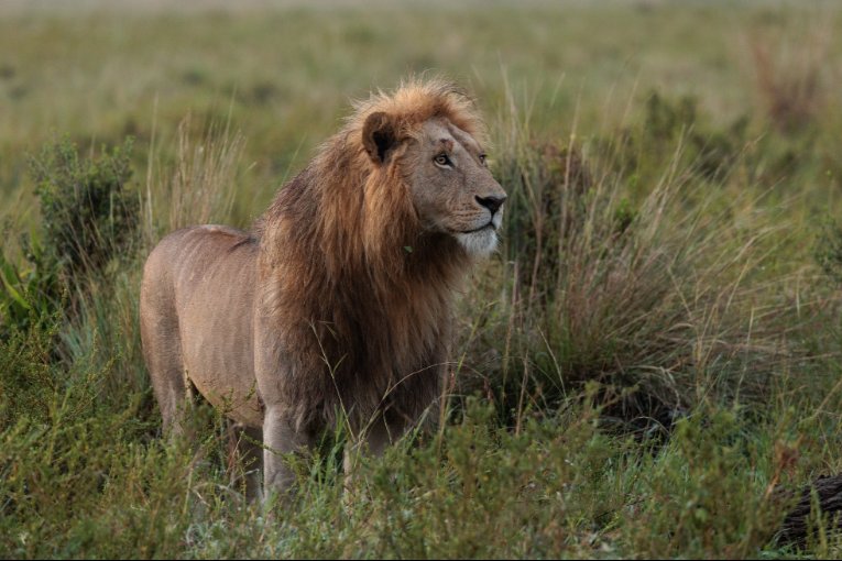 Ukingo, male lion, Masai Mara