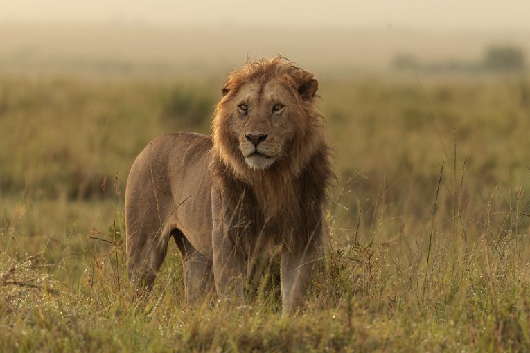 Otipo, male lion, Masai Mara