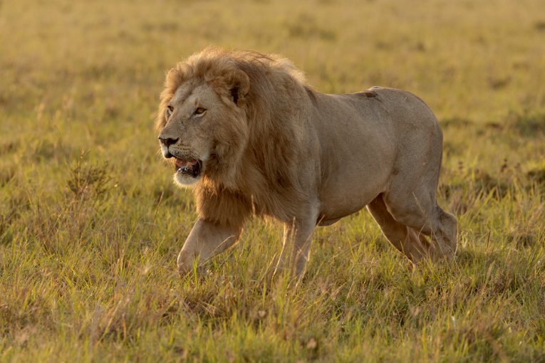 Moja Moja, male lion, Masai Mara