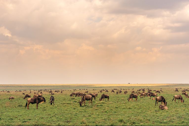 Wildebeest