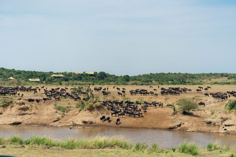 Wildebeest 