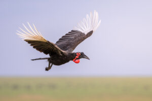 Mara Bird