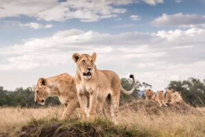 Marsh Pride in the Masai Mara