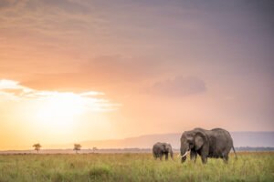 Elephants in the Masai Mara