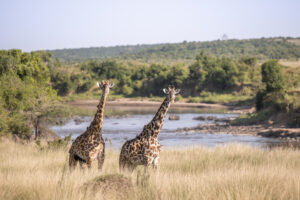 Giraffe at Mara River