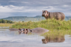 Hippos in Mara River