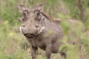 Warthog at Loldia Farm