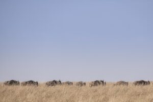 Migration in the Mara