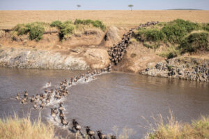 Wildebeest Migration