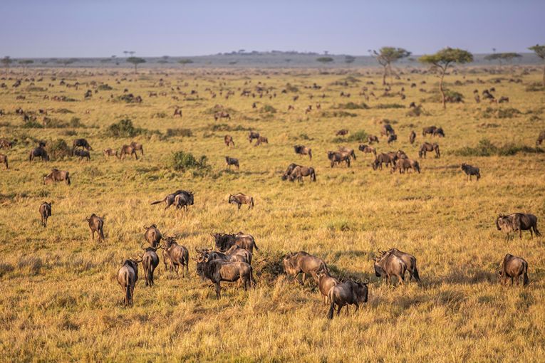 Great Migration