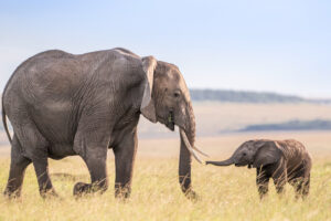 Elephants in the Mara