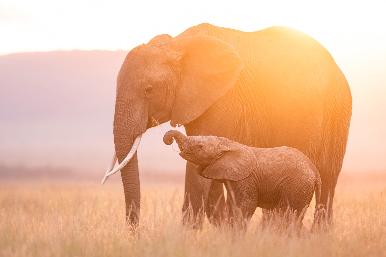 Mother elephant at sunset in the Masai Mara