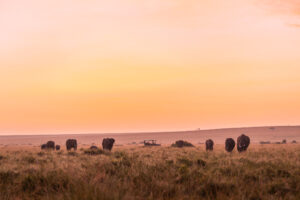 Sunset on safari