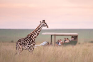 Giraffe in the Mara