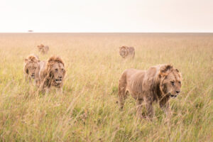 Lions in the Mara