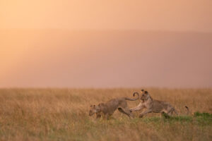 Topi Pride at Masai Mara