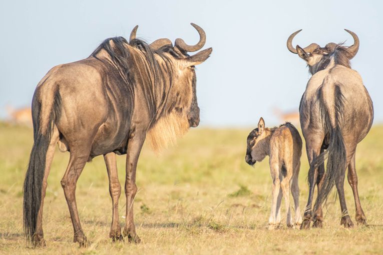 Great Migration