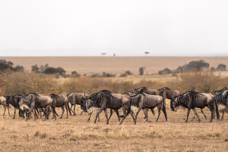 Great Migration
