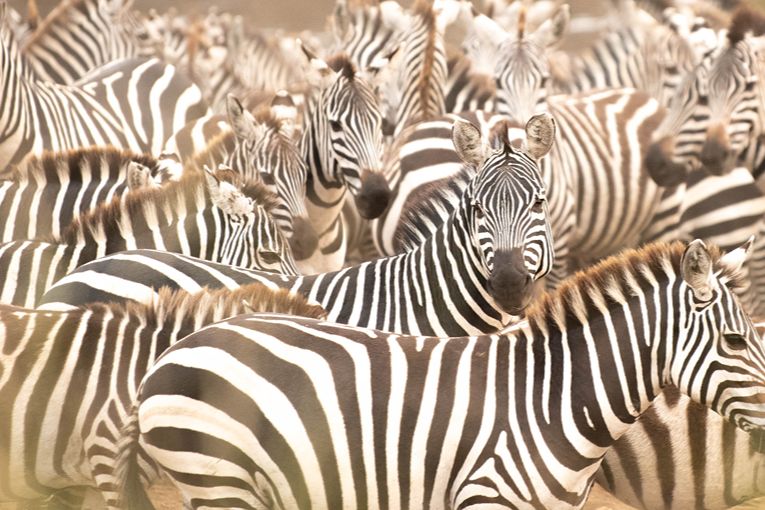 Great Migration