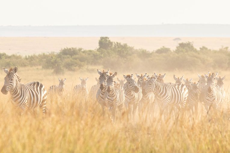 Great Migration