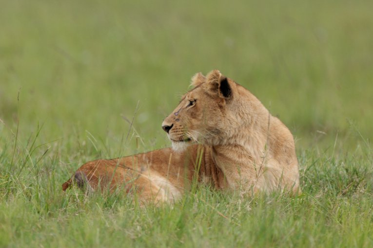 Nusurika lioness Masai Mara