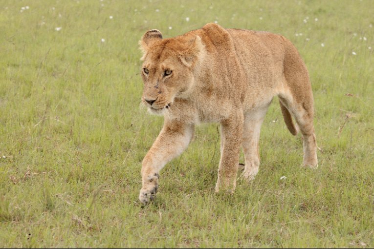 Nusurika lioness Masai Mara