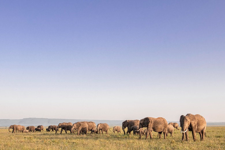 Masai Mara Safari