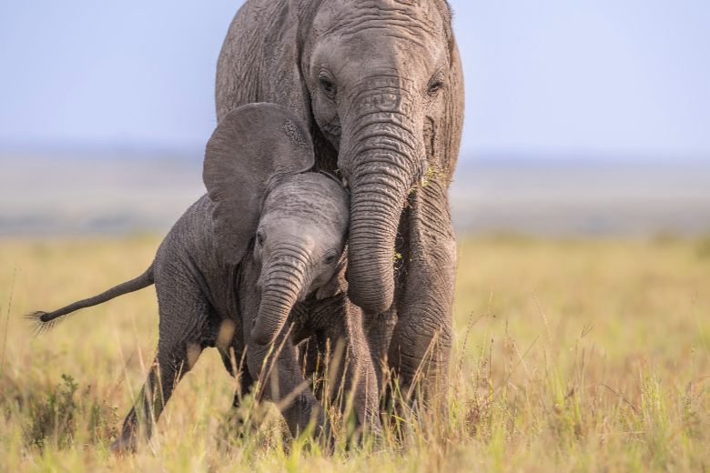 Elephants - Masai Mara