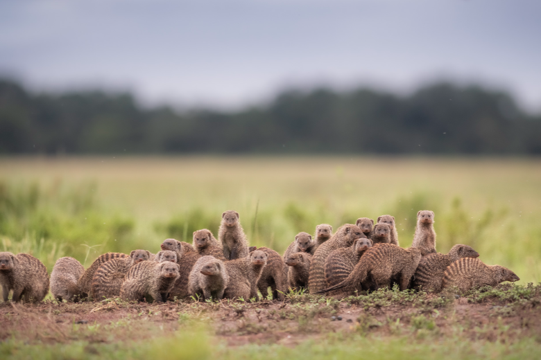 Masai Mara Safari