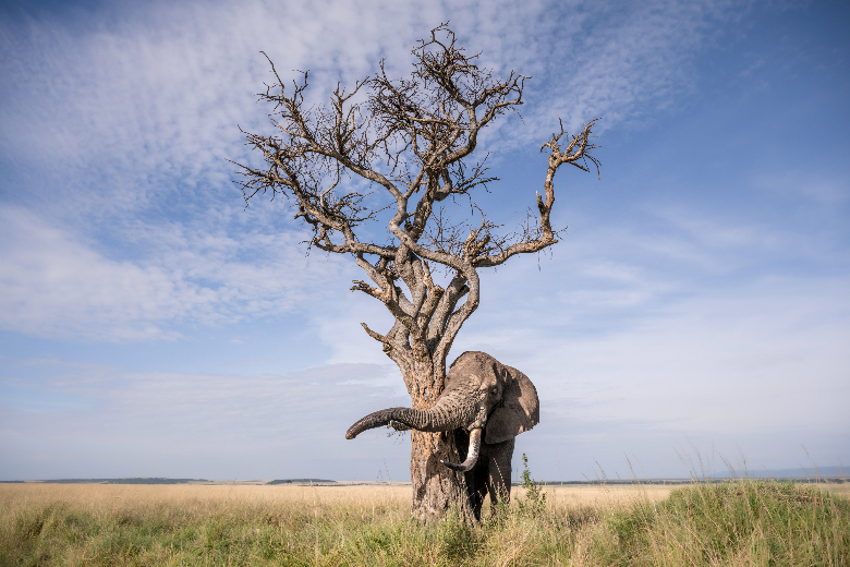 Bull elephant - Masai Mara