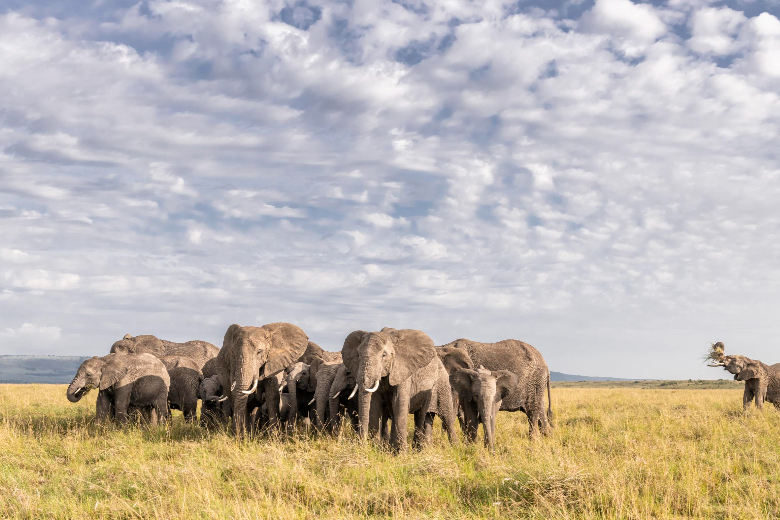 Elephants - Masai Mara