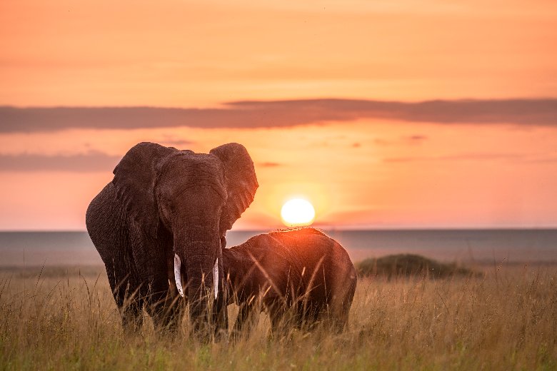 Elephants in the Masai Mara