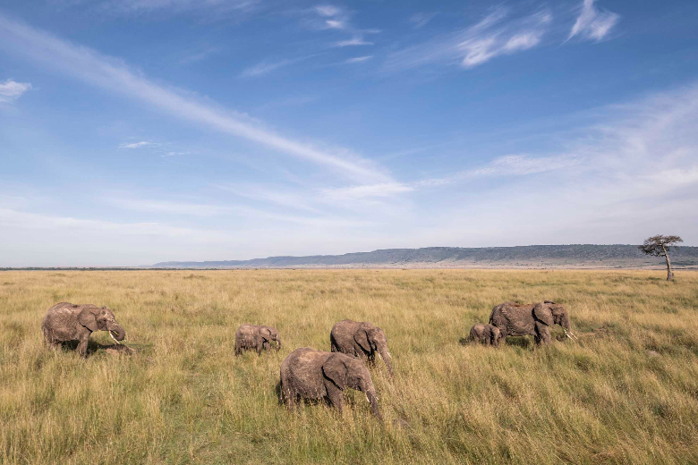 Elephants - Masai Mara