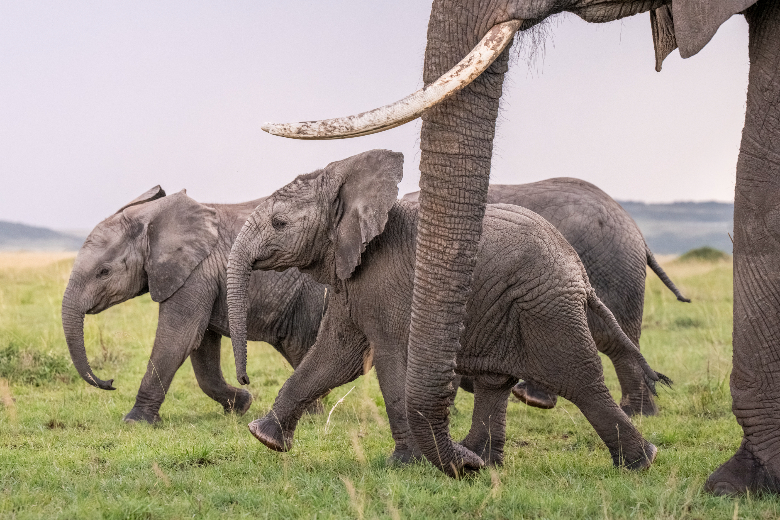 Elephants - Masai Mara