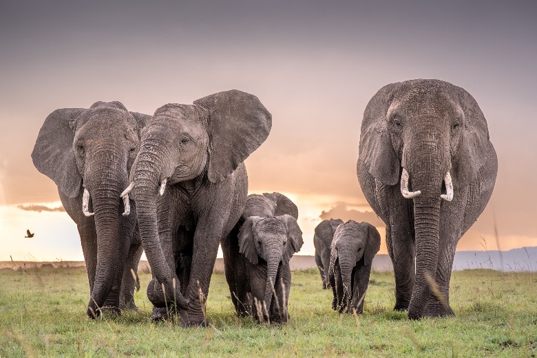 Elephants in Masai Mara
