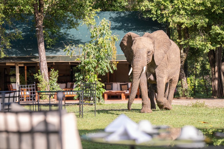 Governors' Camp Masai Mara