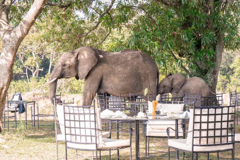 Governors' Camp - Masai Mara