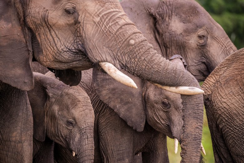 Elephants in the Masai Mara