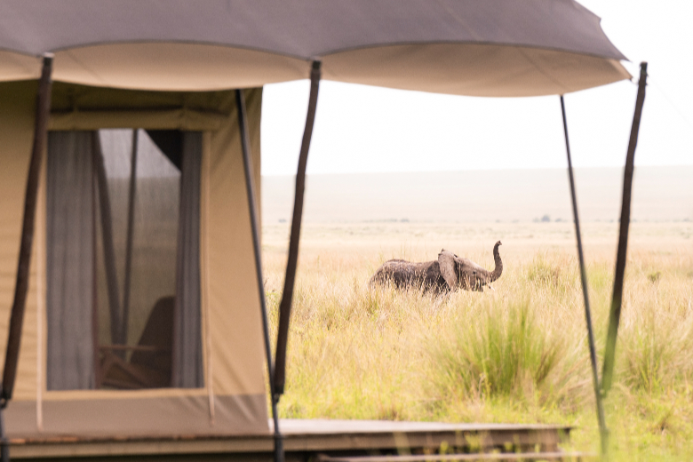 Elephant at Musiara
