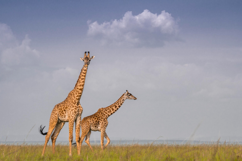 Masai Mara Safari