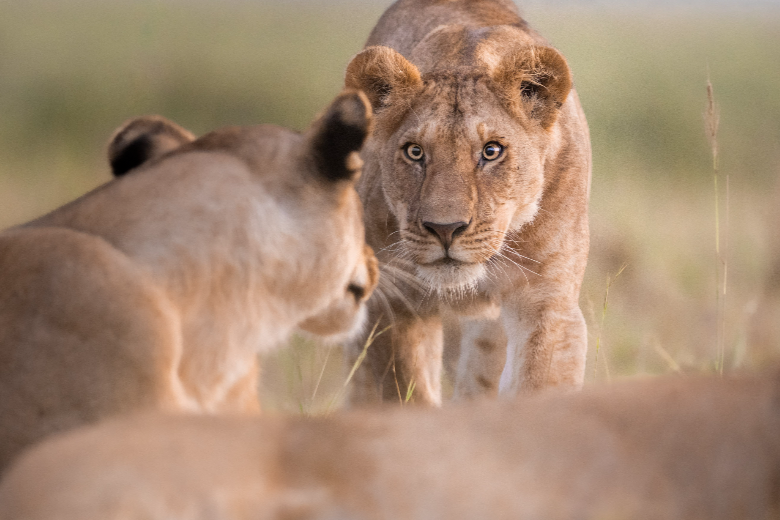 Masai Mara Safari